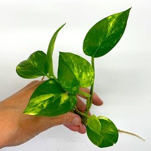 Golden Pothos - Houseplant Cuttings